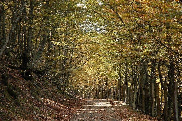 Camino photo 110