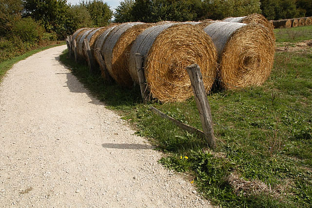 Camino photo 181