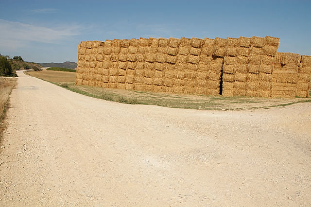 Camino photo 252