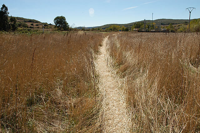 Camino photo 320