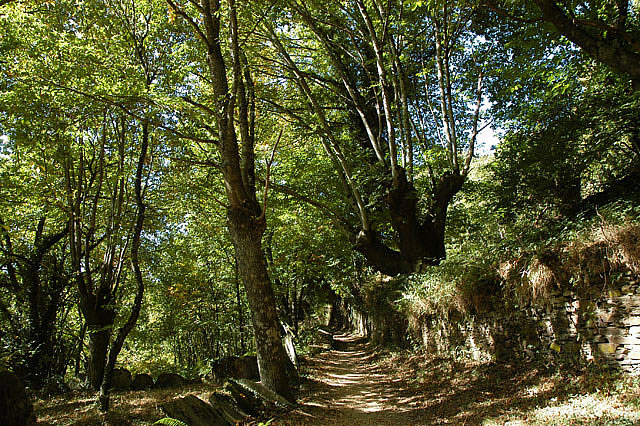 Camino photo 551