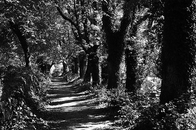 Camino photo 555A
