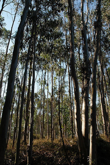 Camino photo 614